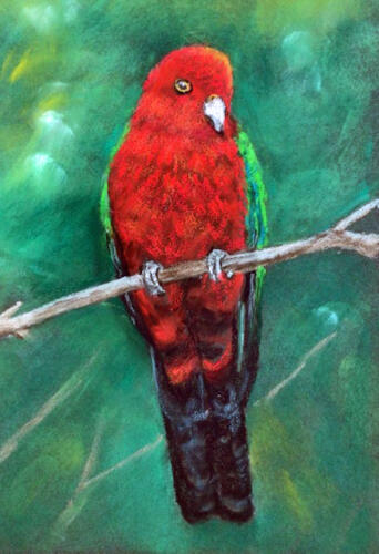 King Parrot 2